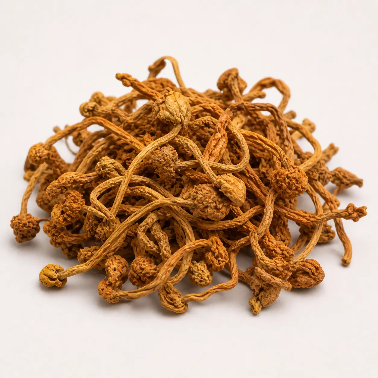 Cordyceps Flower dried wholesale product